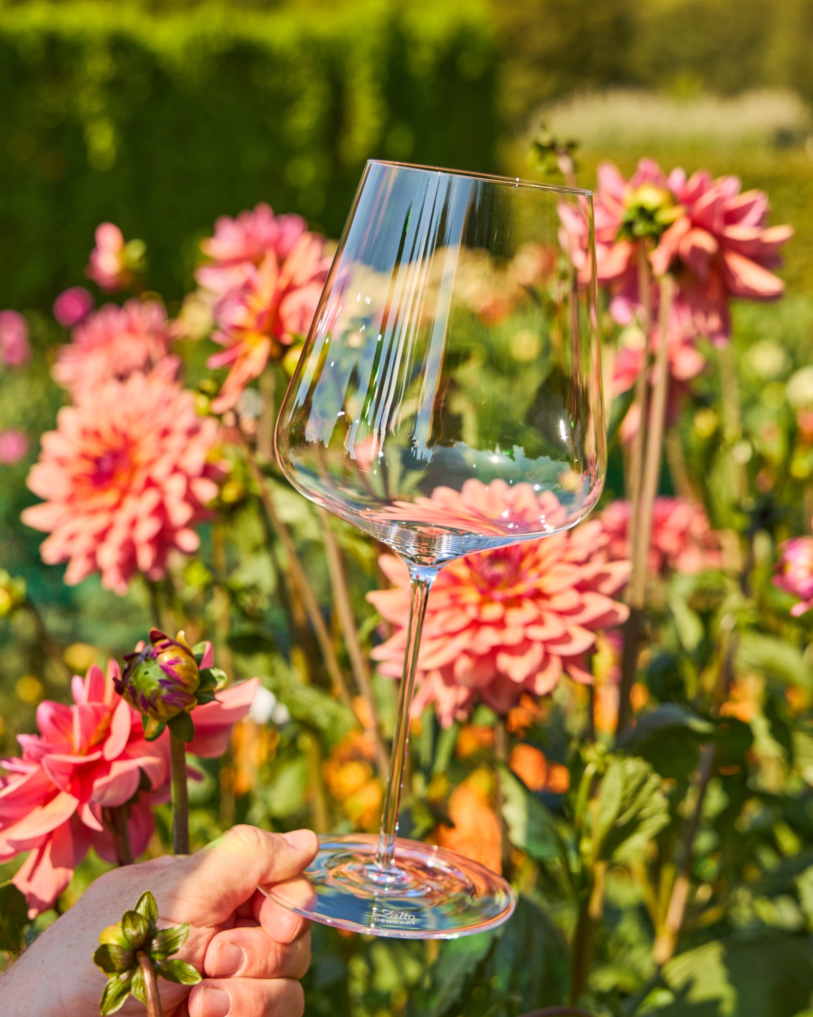 A clear stemmed Zalto Bordeaux wine glass held by a hand in front of a blurred garden background filled with pink dahlia flowers.